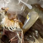 黑心商家在海鲜内注入“不明胶状物体”？-博彩技巧论坛-博彩策略网